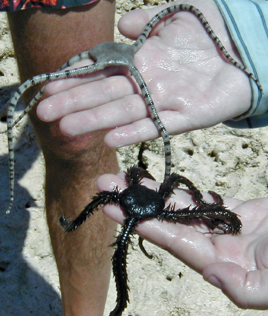  Ophioderma appressum (Banded Brittle Star, Harlequin Brittle Star)